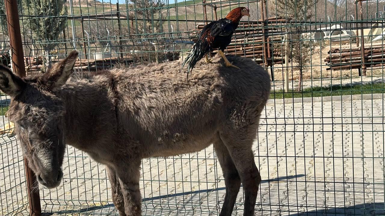 Yaralı eşek ve horozlar Adıyaman Belediyesi’nin barınağında tedavi ediliyor