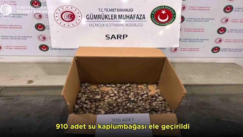 Sarp Gümrük Kapısı'nda 910 su kaplumbağası ele geçirildi